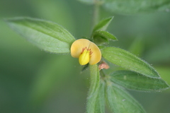 Stylosanthes guianensis